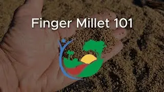 Finger millet 101 - Reviving a Lost Crop
