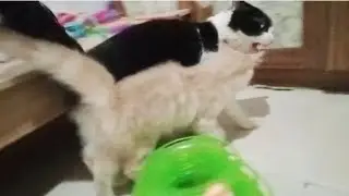 Котёнок следует за взрослой кошкой, чтобы поиграть с ним, но большая кошка не хочет