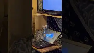 My bengal watching a cheetah and a serval #cat #cats #catvideos #catshorts #catlovers