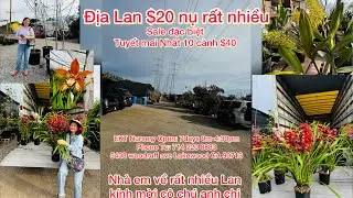 EKT Nursery về nhiều cây lan sưu tầm đẹp, địa Lan $20 siêu nụ, các loại cành bông cắm cho tết 2026 