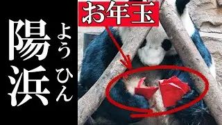 春節の祝いで「お年玉」をもらった陽浜ちゃん　　成都のパンダ#153