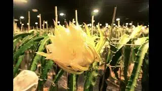 Supplemental LED Lighting on Outdoor farm&Greenhouse
