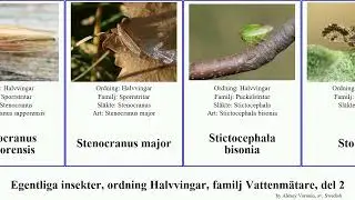 Egentliga insekter, ordning Halvvingar, familj Vattenm&auml;tare, del 2 taggbening major minor insect