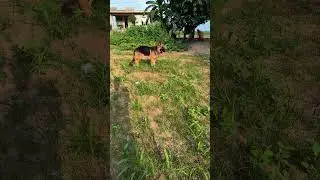 #dogsbreed #doublecoat #germanshepherd #dog #trending #_short_ #viralvideo