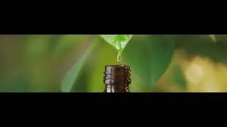 water dripping from a leaf loop stock video