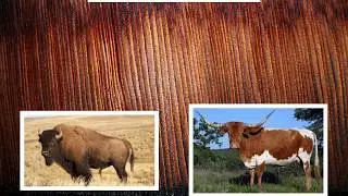 Great Plains