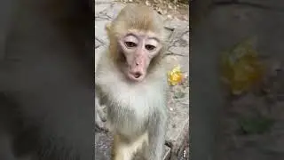 Giving signals for food🍱🐒#whatsappstatus #monkey#animals#bonding #love#angryanimals #anger #monkey