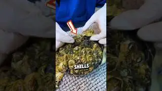 Why Do Barnacles Stick to Turtles?
