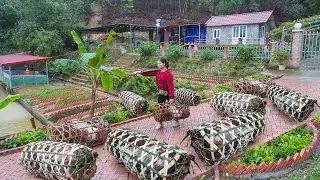 Use Bamboo To Weave Chicken Cages - Harvesting Many Large Chickens From The Farm To Sell