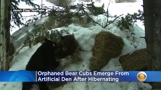 Video: Orphaned Bear Cubs Emerge From Artificial Den After Hibernating