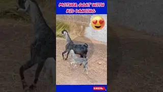 Goat with kid dancing #mzstrends #trending #wildlifephotography #trending  #goat #kids #dancing