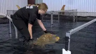 Port of Corpus Christi & Texas State Aquarium Loggerhead Rescue