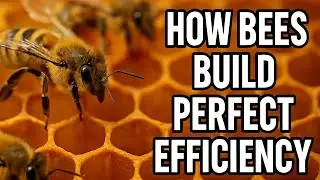 How Bees Use Hexagons, Heat & Teamwork to Build the Most Efficient Structures in Nature