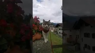 Коты тратят две трети своей жизни на сон. Серьёзно? 🙀 #catlifestyle #котейка