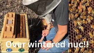Can You Really Over Winter a Three Frame Nuc? 🐝