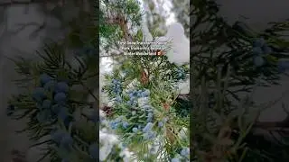 Toronto&rsquo;s First Snow Whispers Through the Pines| Rouge Park Winter Trails |Scarborough, Ontario 🇨🇦