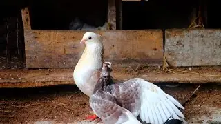 কবুতরের জন্য আর কত || Barishal Voice || Kalam Khan 's New Video about Pigeons