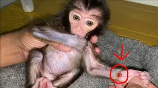 NEWBORN BABY MONKEY HAS HIS HAND INJURED AND HIS FATHER IS TAKING CARE OF HIM