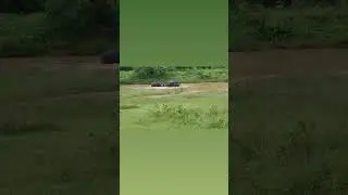 Baby Elephants Having the Time of Their Lives Splashing Around