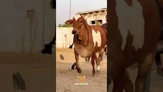 Karachi Cow Mandi | Malir Cow Mandi | Jameel Memon Mandi |Multan Mandi #shorts #cow #cowvideos #bull