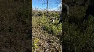 You like German shorthairs? Quail in Florida #quail #uplandhunting #gsp #hunting #viralvideo