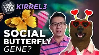 Why You Are Naturally Friendly (Or Not) | DNA Personality Genetics - Social Butterfly Gene (KIRREL3)
