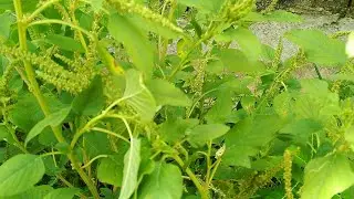 Kulitis o wild spinach, nagkalat walang pumapansin.