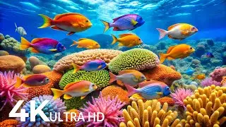The Best 4K Aquarium - Explore the Underwater World and Beautiful Coral Reef Fish for Deep Sleep #77