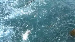 Snook Frenzy At Juno Pier