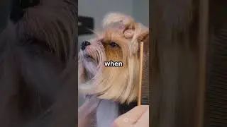 Sell More Pet Grooming Services FAST! 🐾🚀