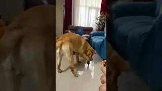 Amazon dog shoes unboxing & review | Dog's first walk after wearing shoes| #labrador #funny #cute