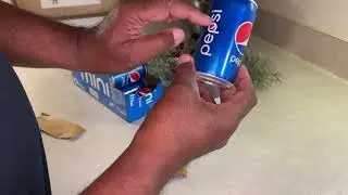 Excellent Holiday party size Pepsi Mini soda