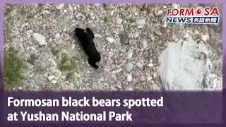Formosan black bears spotted at Yushan National Park｜Taiwan News