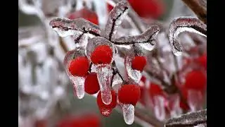 Garden Talk: Color for all seasons; The impact of winter weather on trees; What lights work best ...