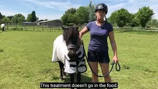 Our Top Tips for Sweet Itch Problem Solving