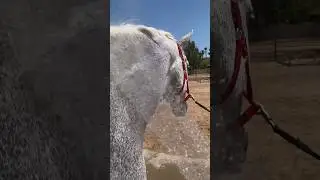 Cooling the king on a hot day🌊🦄#horses #horse #asmrsounds #horsegirl #horsecommunity #asmr