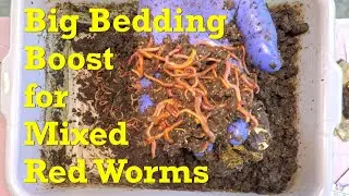 Big bedding boost for mixed red worm bin's 'wedge' feeding zone - vermicompost