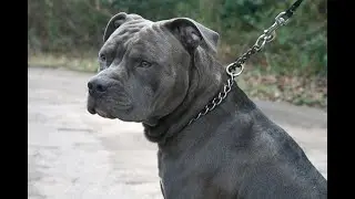 Pit Bull Behavior & Evolution