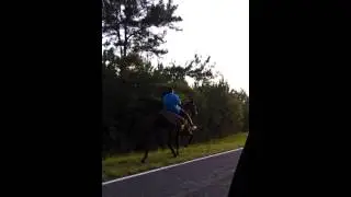 Fastest singlefooter in simpson county for sale
