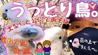 【おしゃべり雛菊】後編・雛菊と羽夢蔵のお花見散歩！雛菊はおしゃべり連発オウム！！◆#６３◆羽夢蔵◆はむぞうちゃんねる◆Moluccan Cockatoo◆