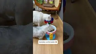 Gamelle confortable pour animaux