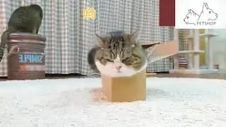 Big fat cat got into small box