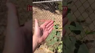 Sad Garden Update - Vandalism | No Fuss #garden #gardening #sad #shorts