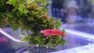 Cold water aquarium fish #youtube #funny #fish #aquarium #video #viral #viralvideo #viralshorts 