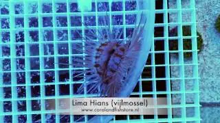 Lima Hians