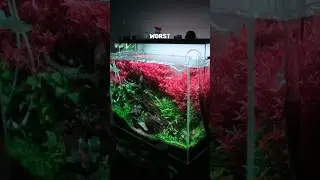 never grow your rotala like this #aquarium #naturetank #aquascaping #fishkeeping