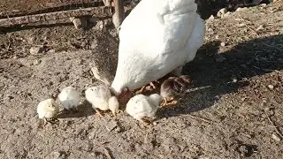 🛑NO! EL GAVILÁN SE LLEVO UN POLLITO DE LUZ CLARITA 😭