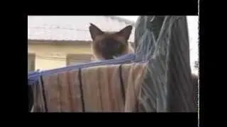 Cat Jump Fail (Sail - AWOLNATION)