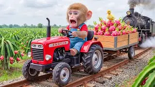 Monkey NaNa Dragon Fruit Farm Turns Dangerous — His Quick Rescue Saves  Duck Trapped on the Railway!