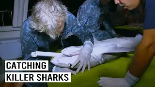 Rare Footage: Tagging a Dangerous Tiger Shark at Night